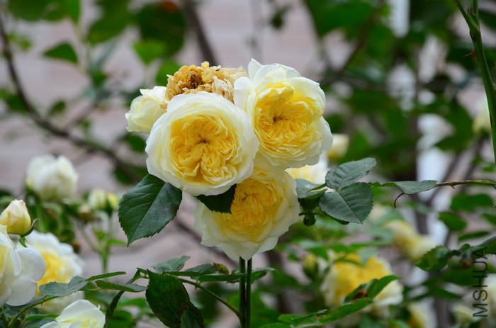 DSC_7605.jpg