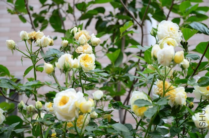DSC_7606.jpg