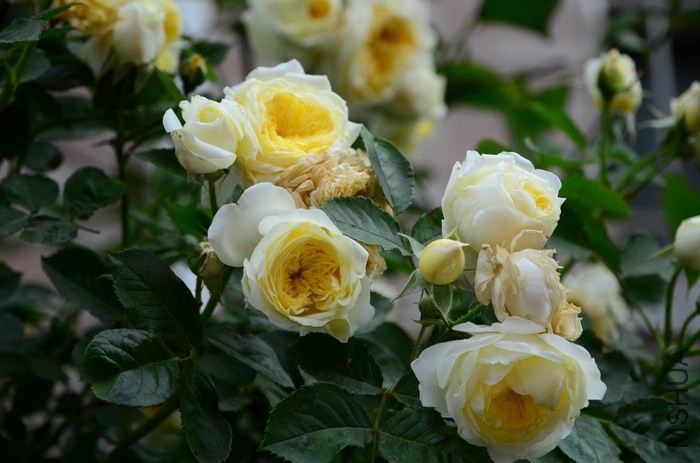 DSC_7607.jpg
