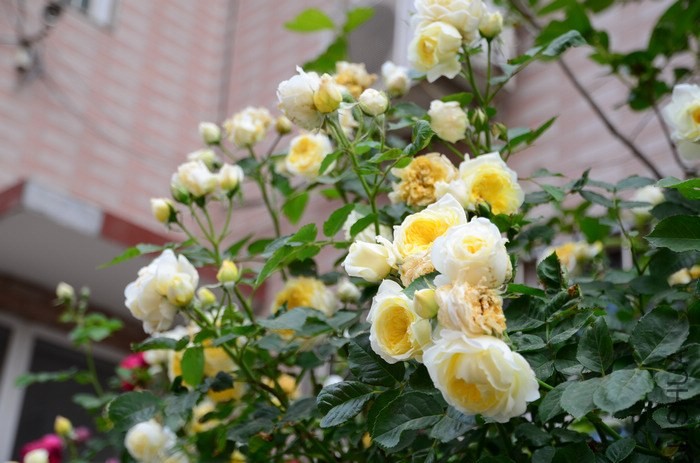 DSC_7610.jpg