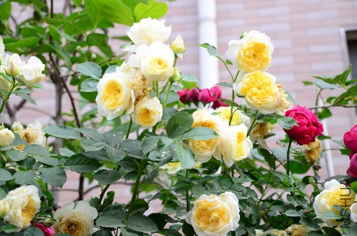 DSC_7611.jpg