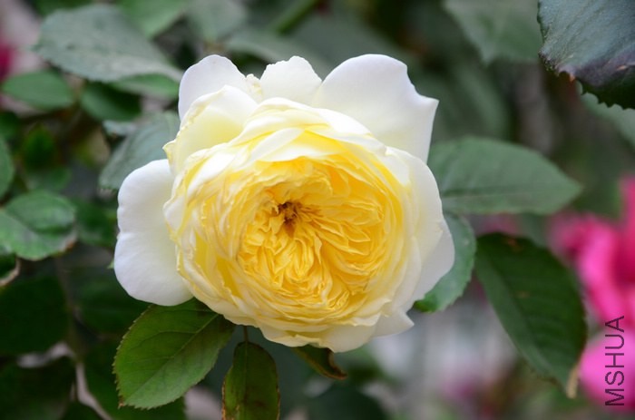 DSC_7612.jpg