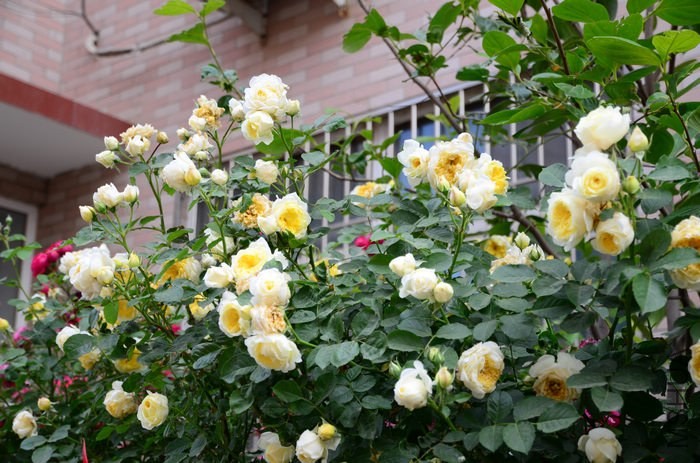 DSC_7613.jpg