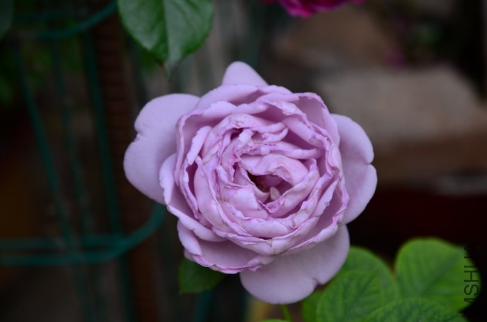 DSC_7616.jpg