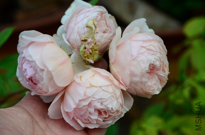 DSC_7618.jpg