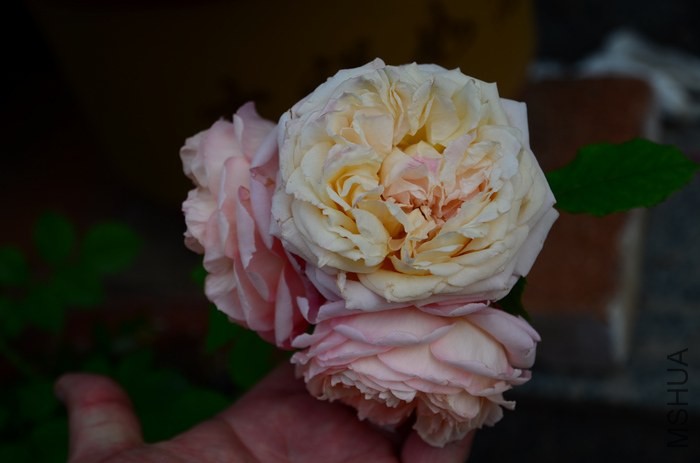DSC_7622.jpg