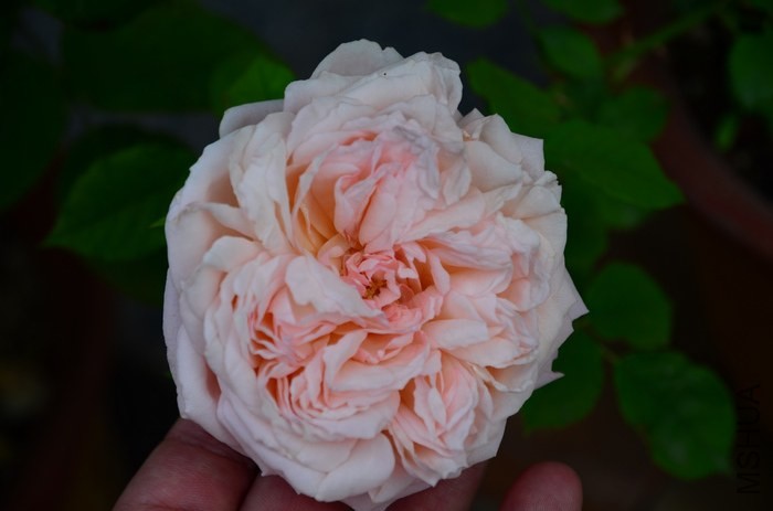 DSC_7623.jpg