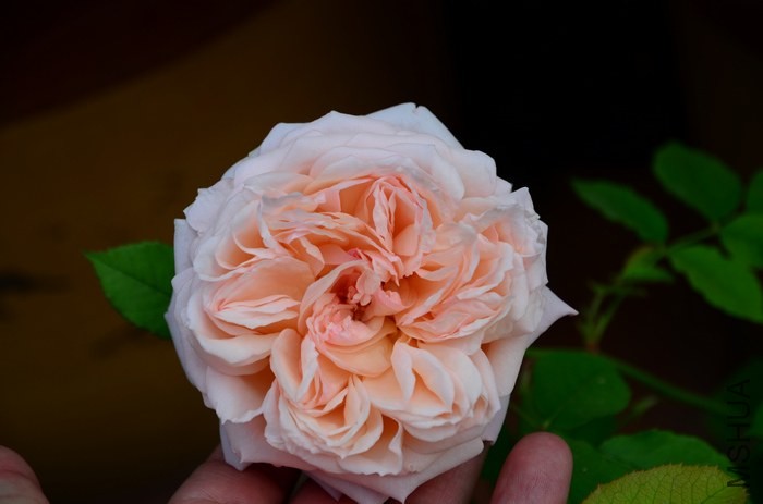 DSC_7625.jpg