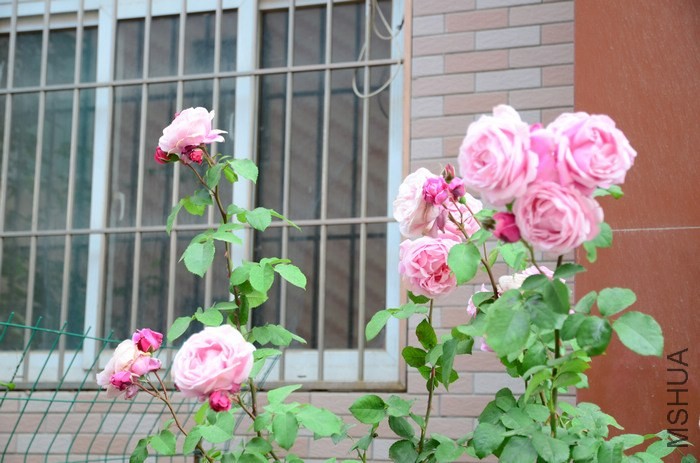 DSC_7627.jpg