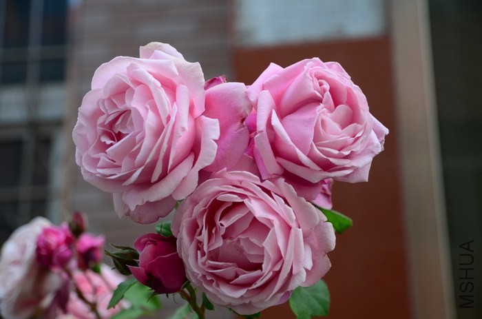 DSC_7628.jpg
