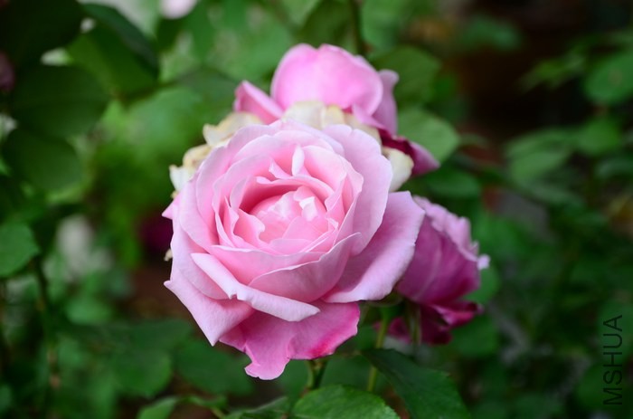 DSC_7630.jpg
