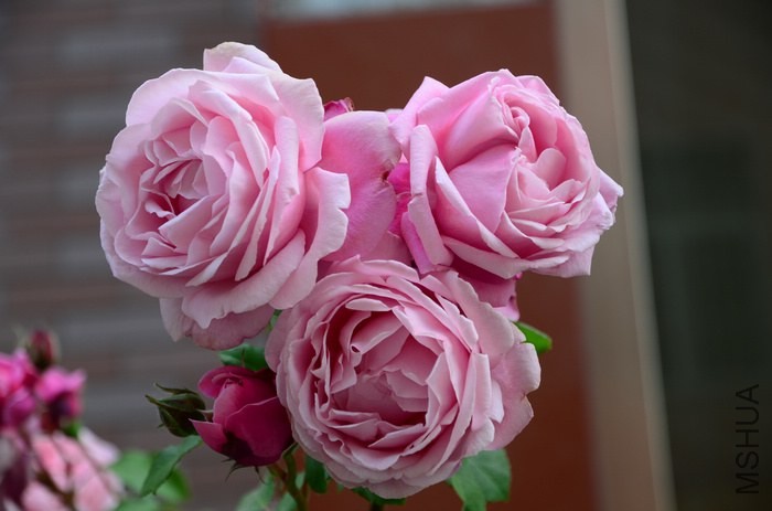 DSC_7632.jpg