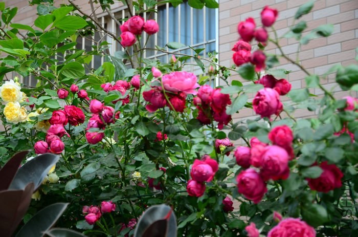 DSC_7633.jpg