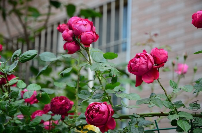 DSC_7636.jpg