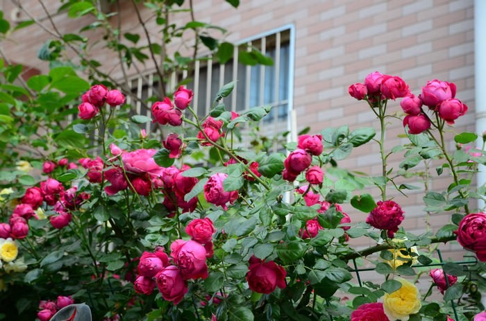 DSC_7637.jpg