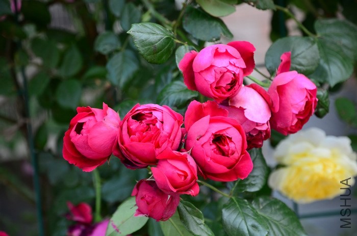 DSC_7638.jpg