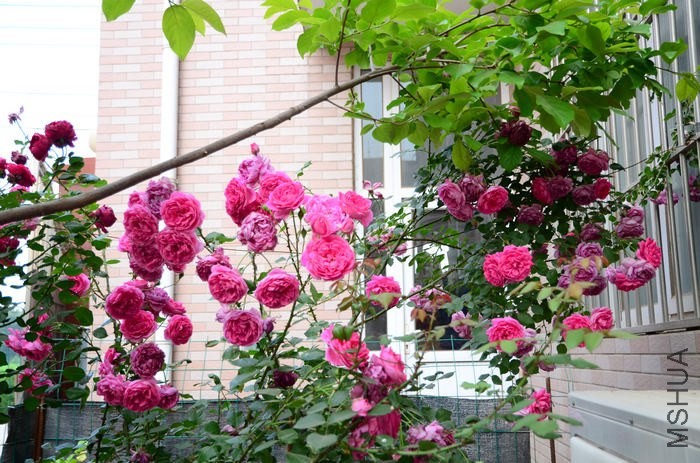 DSC_7640.jpg