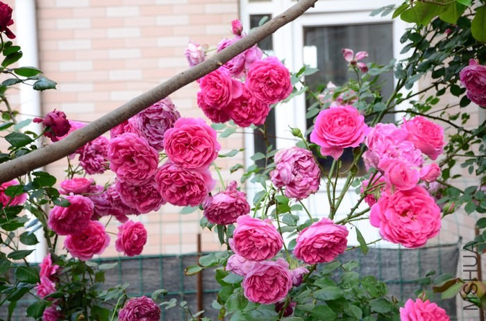 DSC_7641.jpg