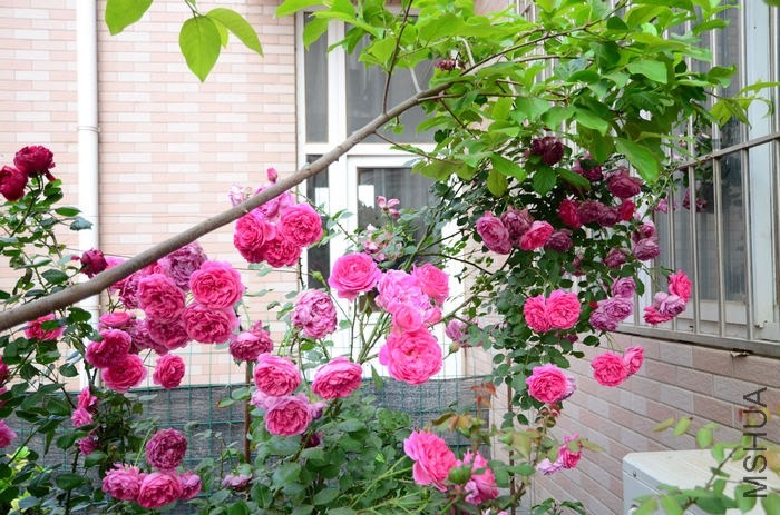 DSC_7642.jpg