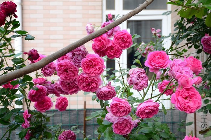 DSC_7643.jpg