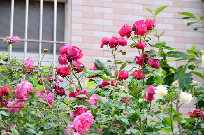 DSC_7645.jpg
