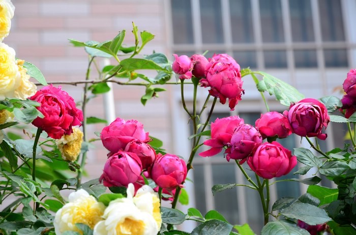 DSC_7646.jpg