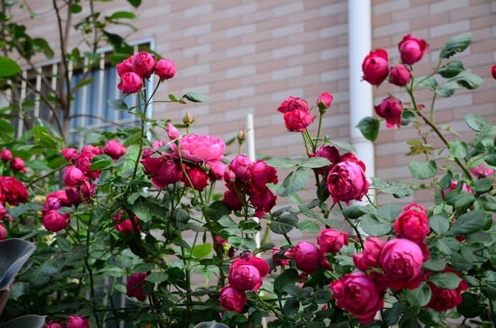DSC_7647.jpg