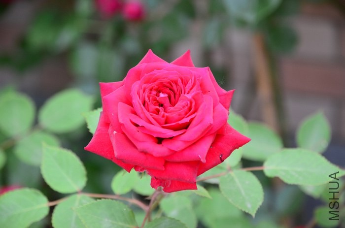 DSC_7652.jpg