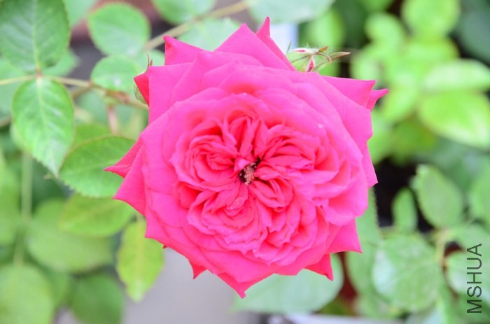 DSC_7653.jpg
