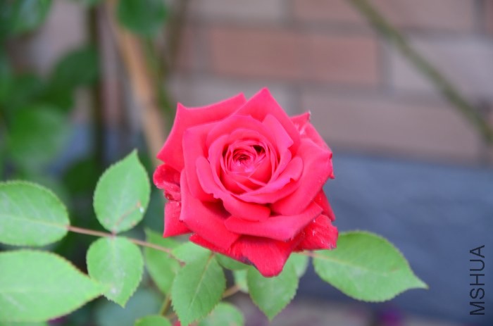 DSC_7654.jpg