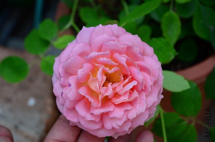 DSC_7657.jpg