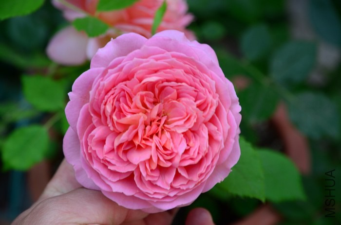 DSC_7659.jpg