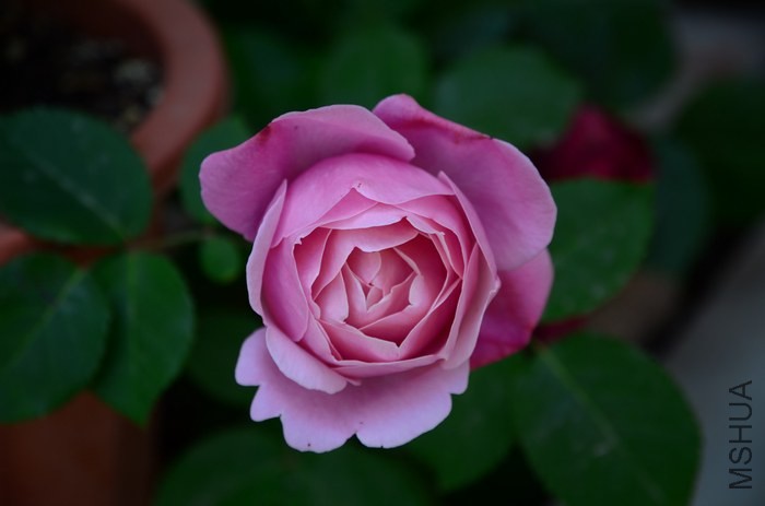 DSC_7660.jpg