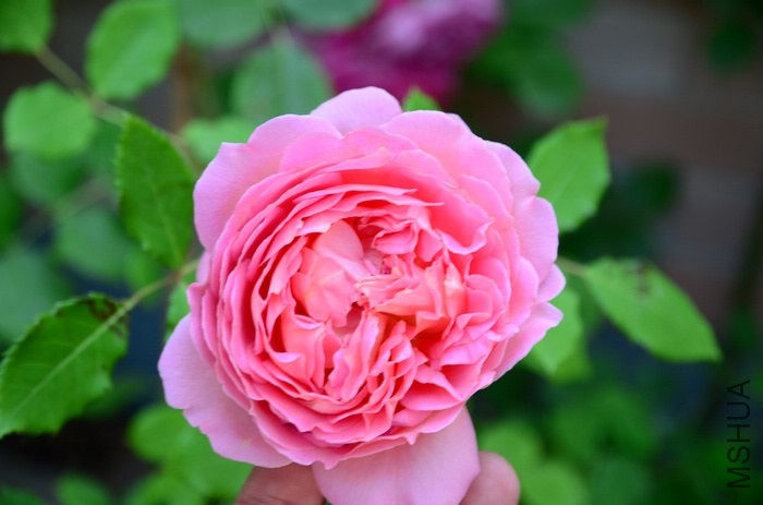 DSC_7668.jpg