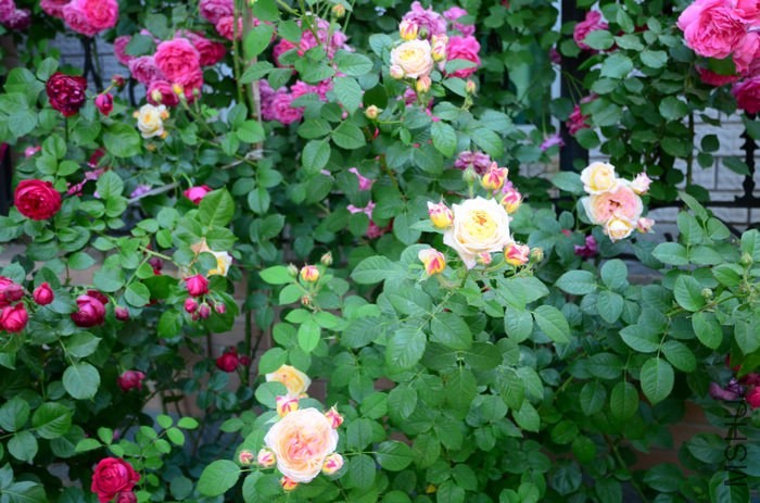 DSC_7670.jpg