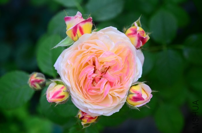 DSC_7671.jpg