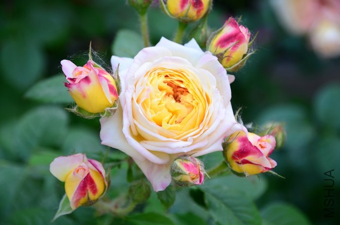 DSC_7673.jpg