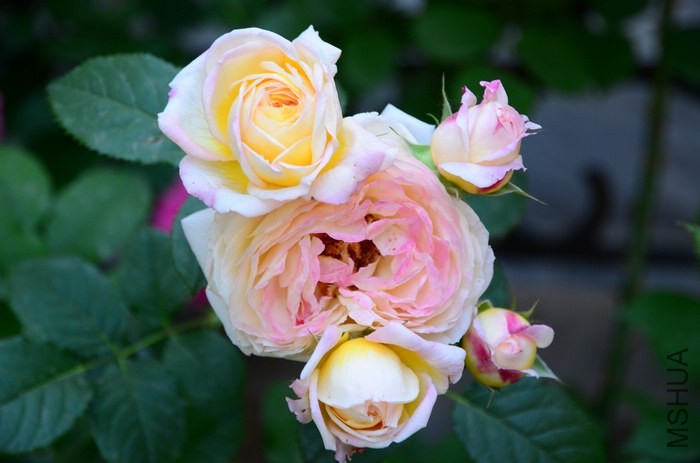 DSC_7675.jpg