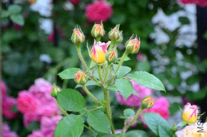 DSC_7676.jpg