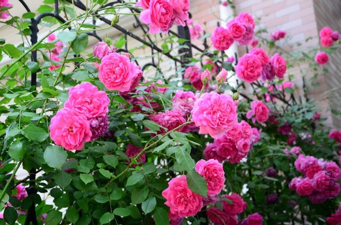 DSC_7679.jpg