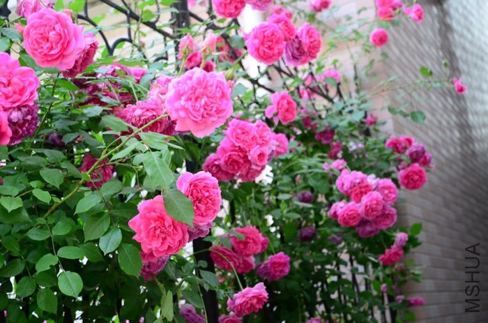 DSC_7680.jpg