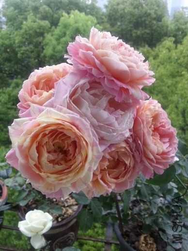 20140510_081308_��С��С.jpg