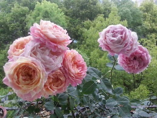 20140510_081343_��С��С.jpg
