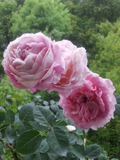 20140510_081459_��С��С.jpg
