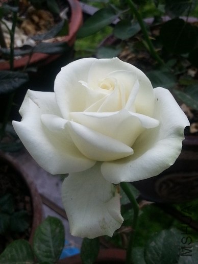20140510_082831_��С��С.jpg