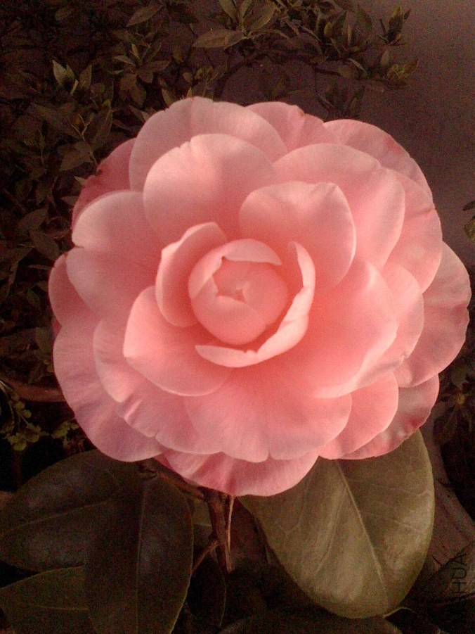 IMG0304172601_����.jpg