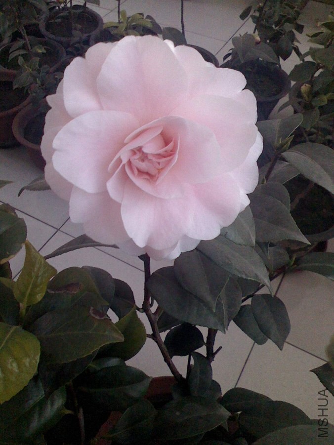 IMG0306065800_����.jpg