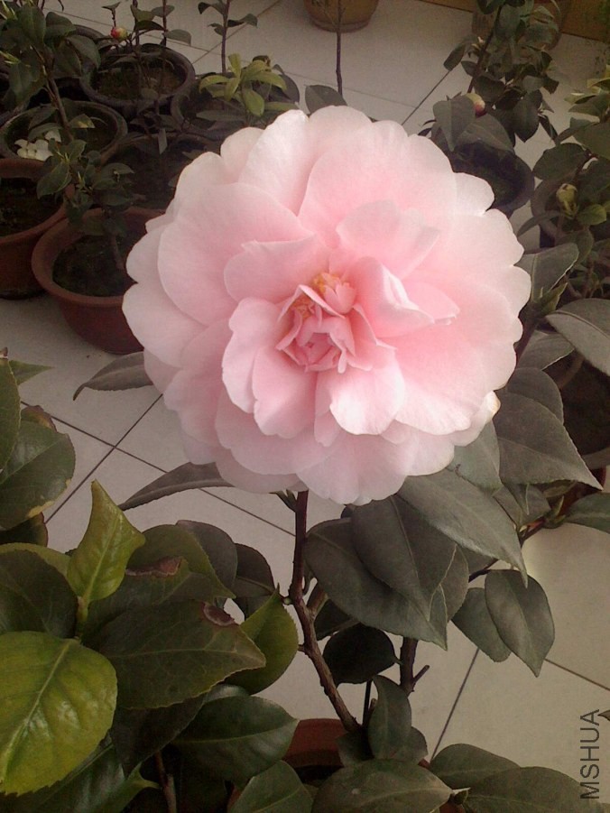 IMG0313093101_����.jpg