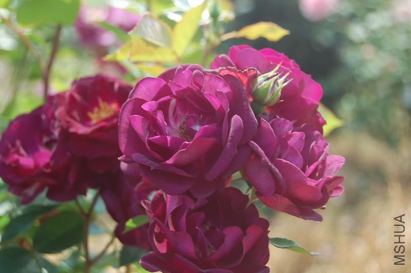 DSC_05040504.JPG