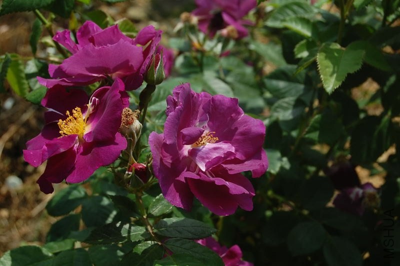DSC_05010501.JPG